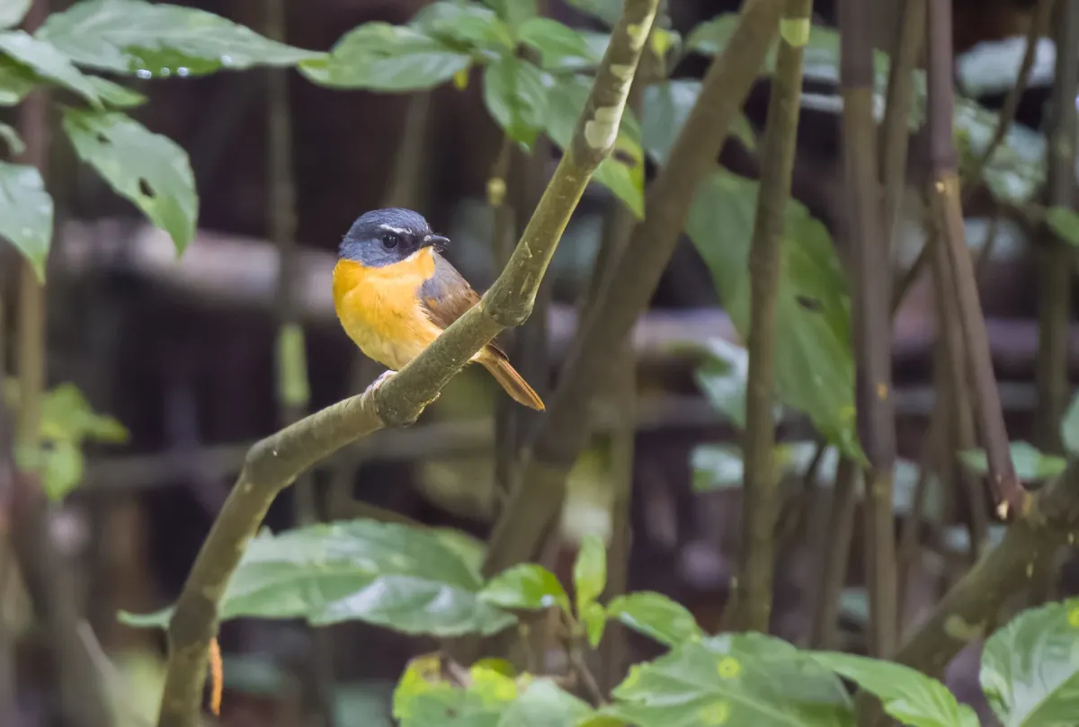 File:Ficedula luzoniensis - Forest Botial-Jarvis - 267306563.jpeg