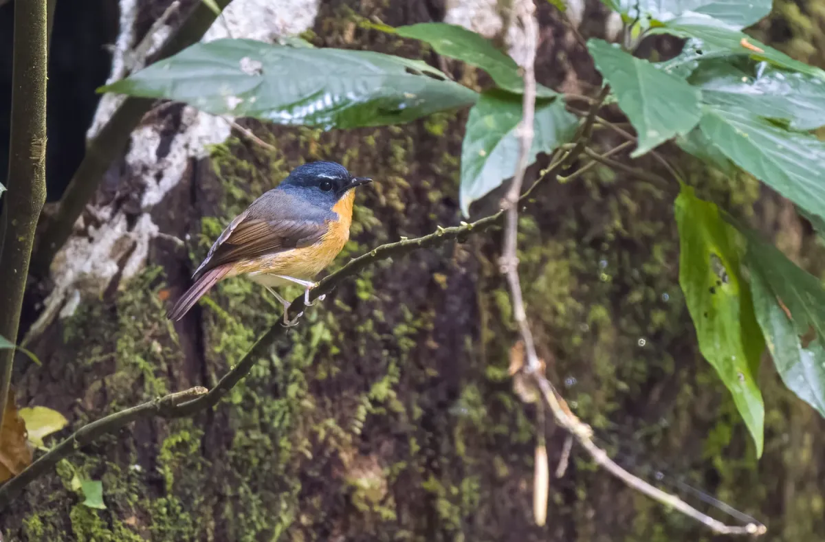 File:Ficedula luzoniensis - Forest Botial-Jarvis - 267306573.jpeg