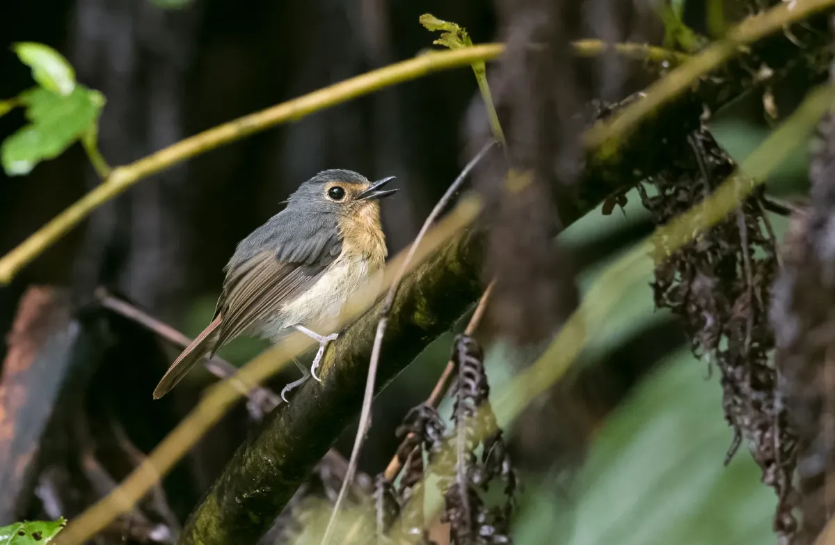 File:Ficedula luzoniensis - Forest Botial-Jarvis - 230838246.jpeg