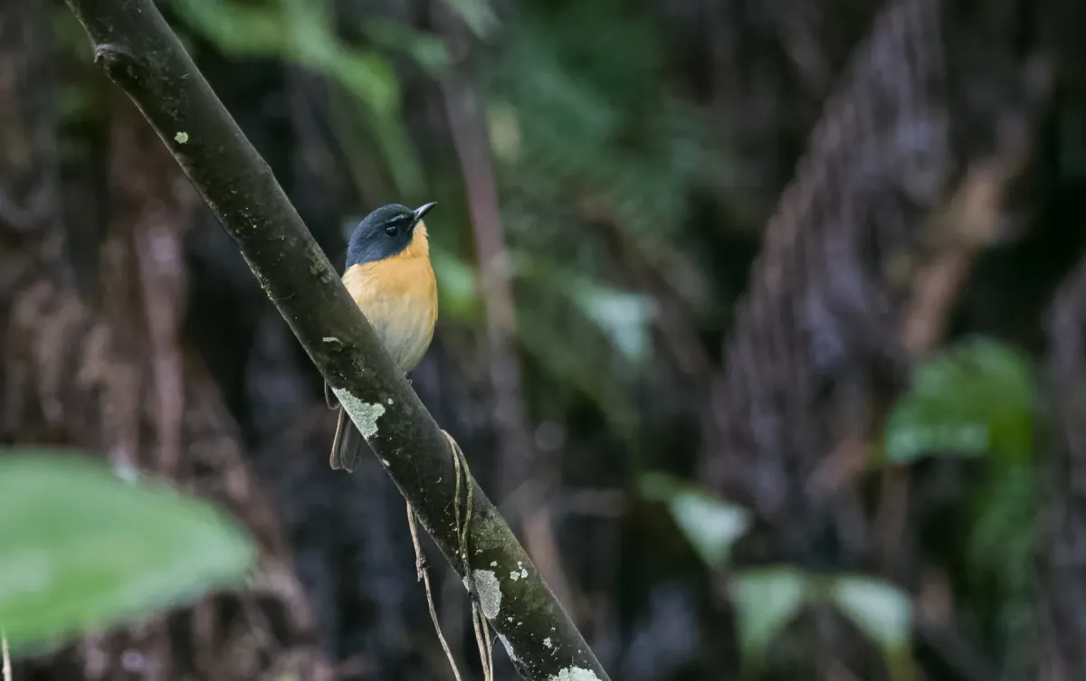 File:Ficedula luzoniensis - Forest Botial-Jarvis - 230838235.jpeg