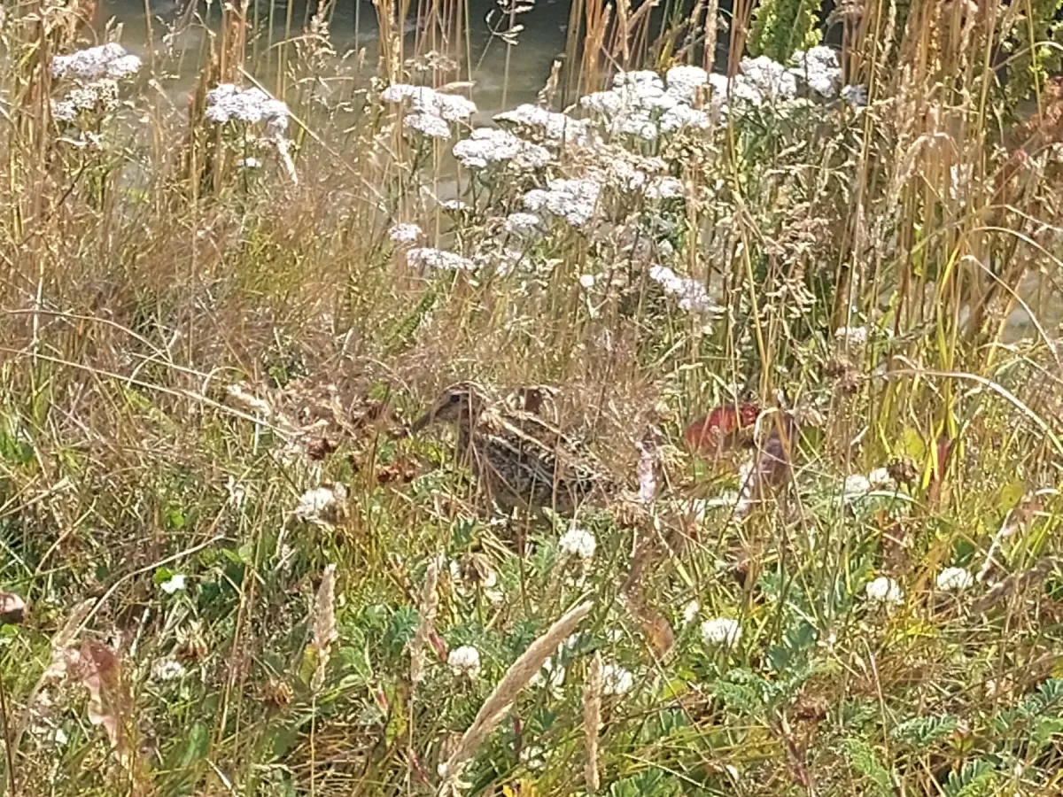 File:Becasina Gallinago magellanica en Bahia Encerrada.jpg