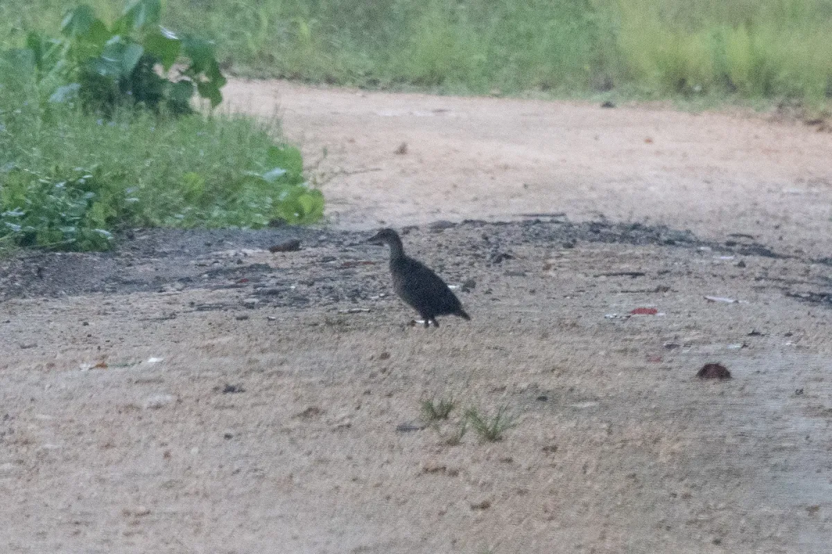 File:Gallirallus rovianae - Euan Moore - 607877820.jpeg