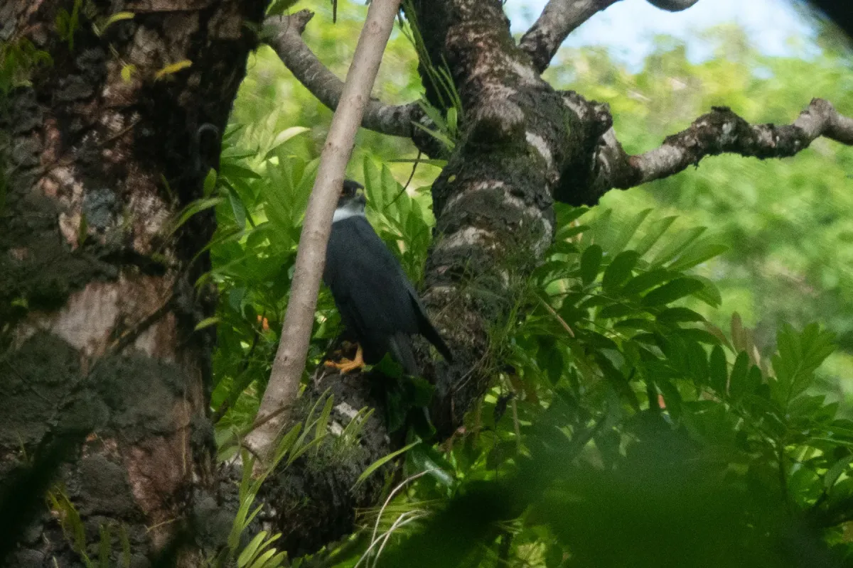 File:Tachyspiza albogularis - Euan Moore - 609428476.jpeg