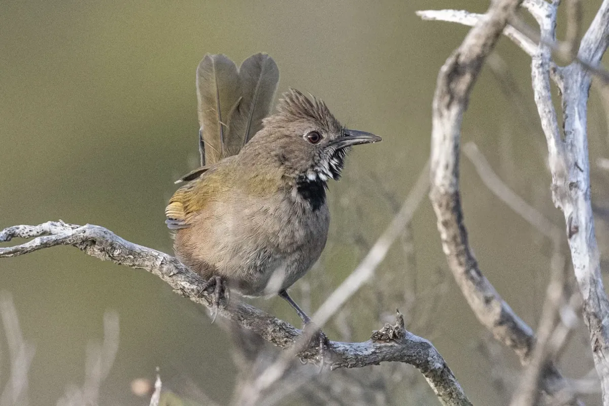 File:Psophodes nigrogularis 564911614.jpg
