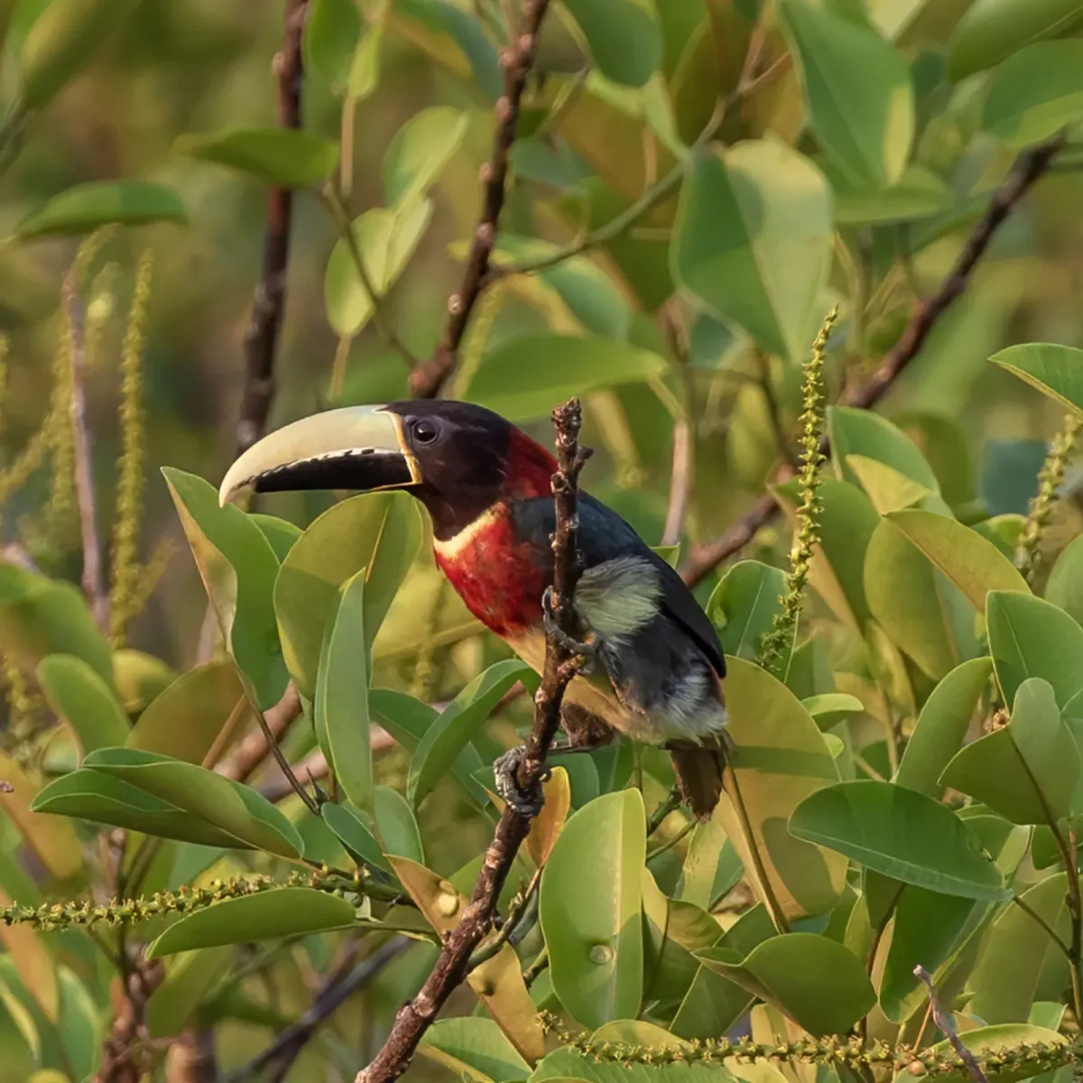File:Pteroglossus bitorquatus 468667189.jpg
