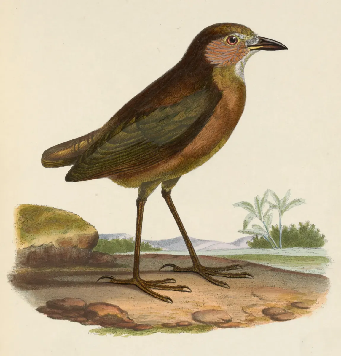 File:Grallaria quitensis 1849.jpg