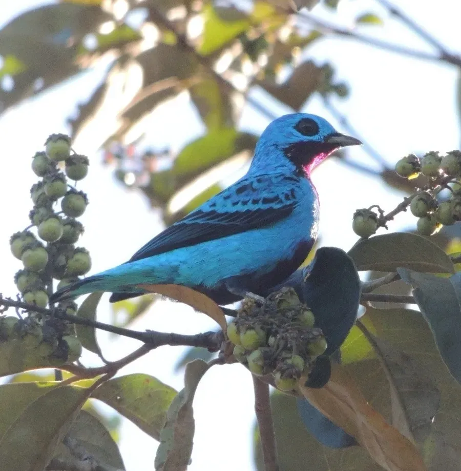 File:Cotinga ridgwayi 411808754 crop.jpg