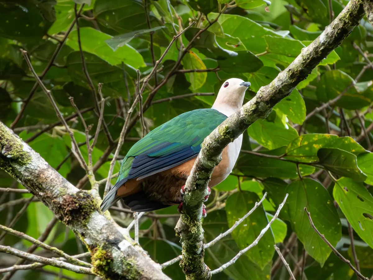 File:Ducula basilica - Jason Alexander - 526334820.jpeg