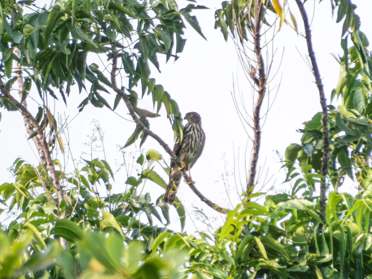 File:Lophospiza griseiceps - Jason Alexander - 544700466.jpeg