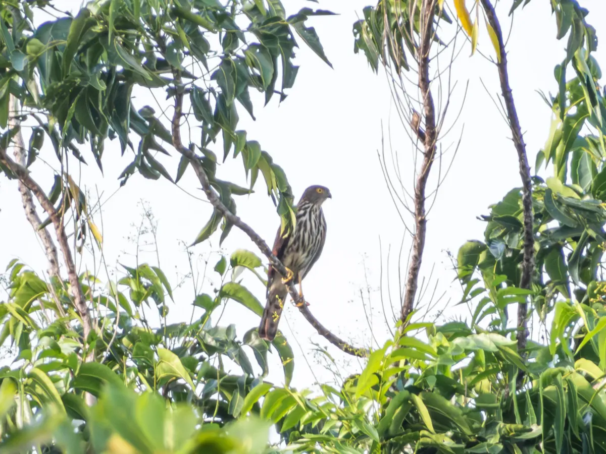 File:Lophospiza griseiceps - Jason Alexander - 544700486.jpeg