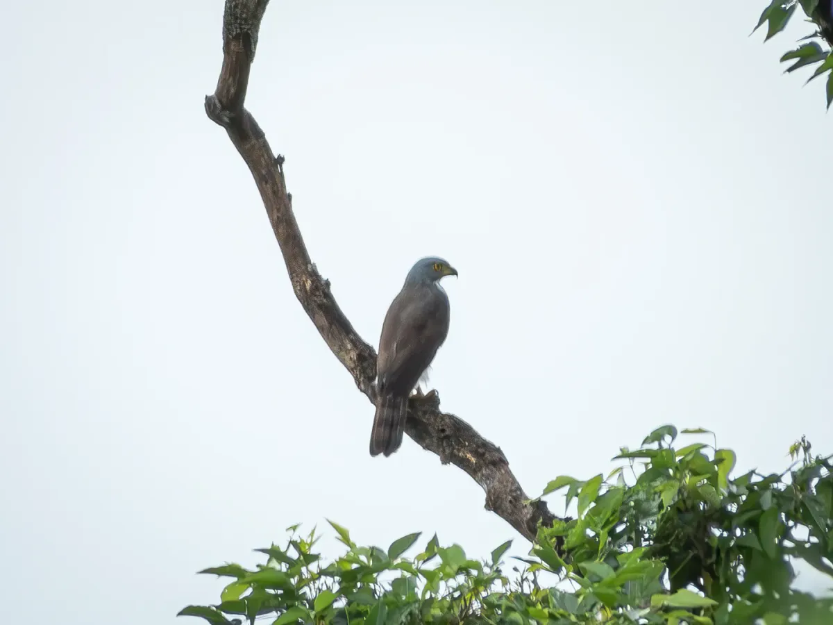 File:Lophospiza griseiceps - Jason Alexander - 526017367.jpeg