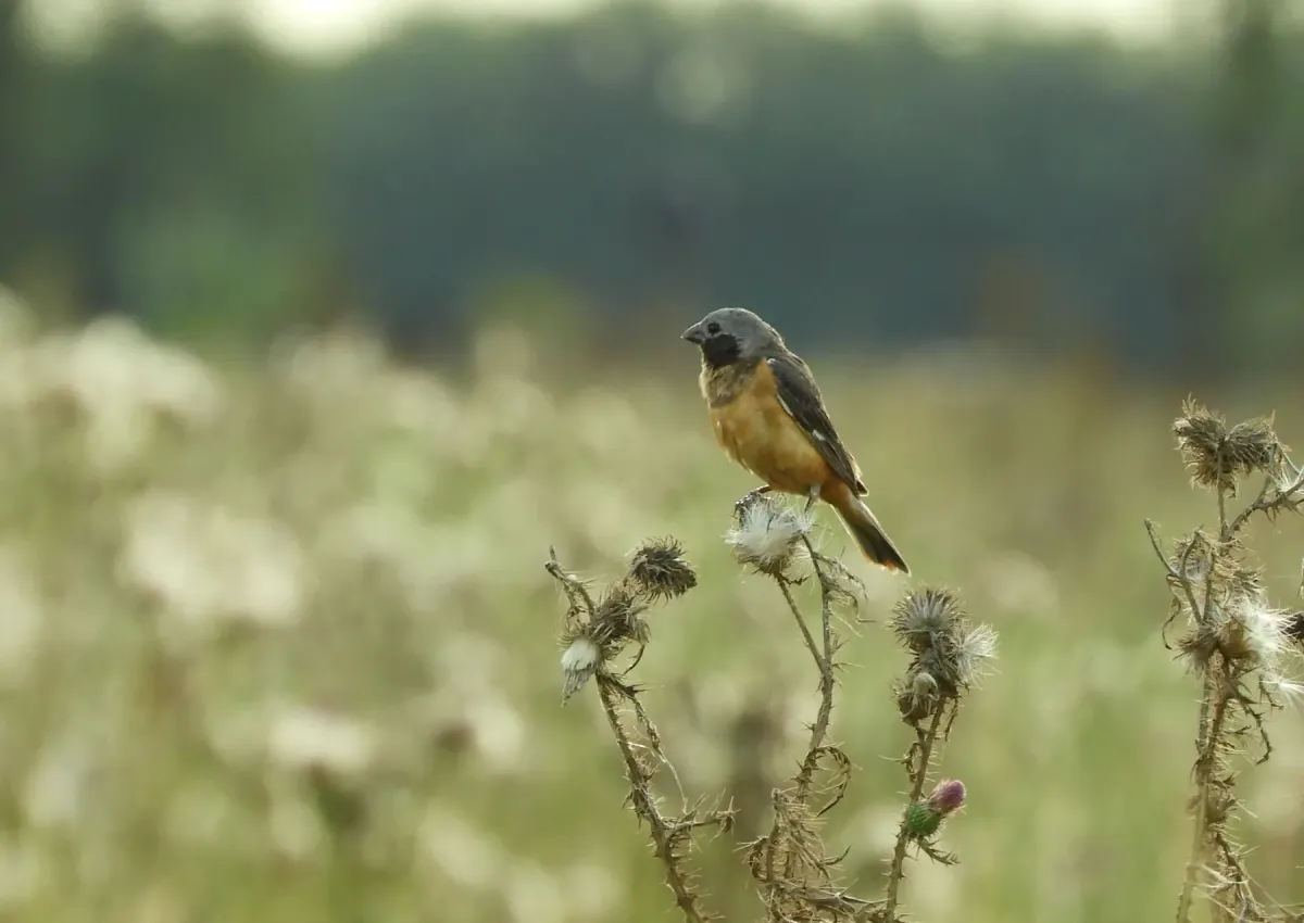 File:Sporophila ruficollis.jpg