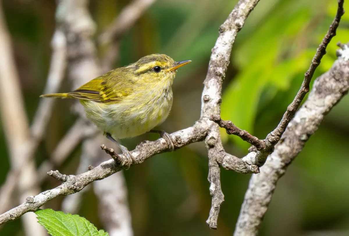 File:Phylloscopus ogilviegranti - Forest Botial-Jarvis - 385766947.jpeg