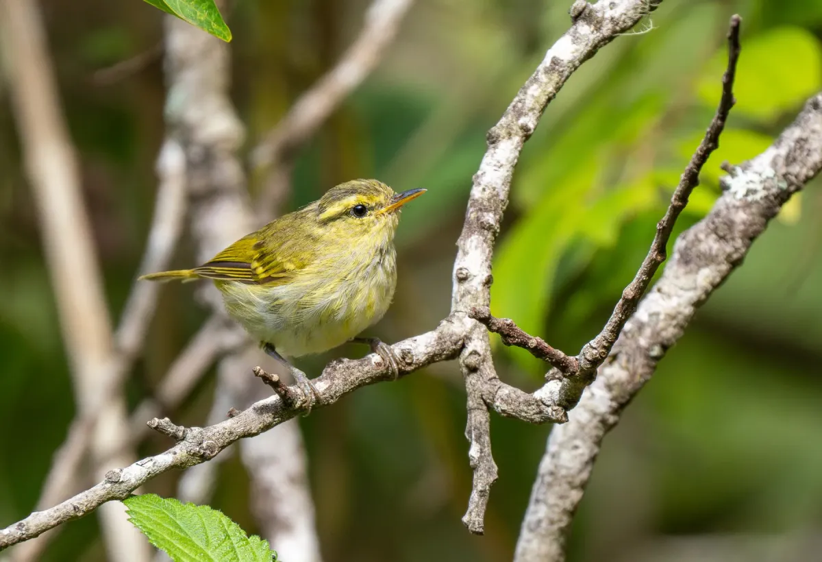 File:Phylloscopus ogilviegranti - Forest Botial-Jarvis - 385766969.jpeg