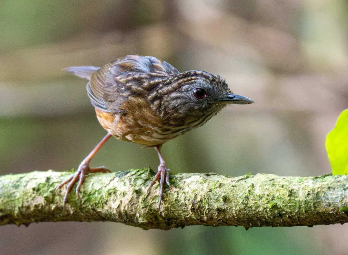 File:Gypsophila brevicaudata - Forest Botial-Jarvis - 385764929.jpeg