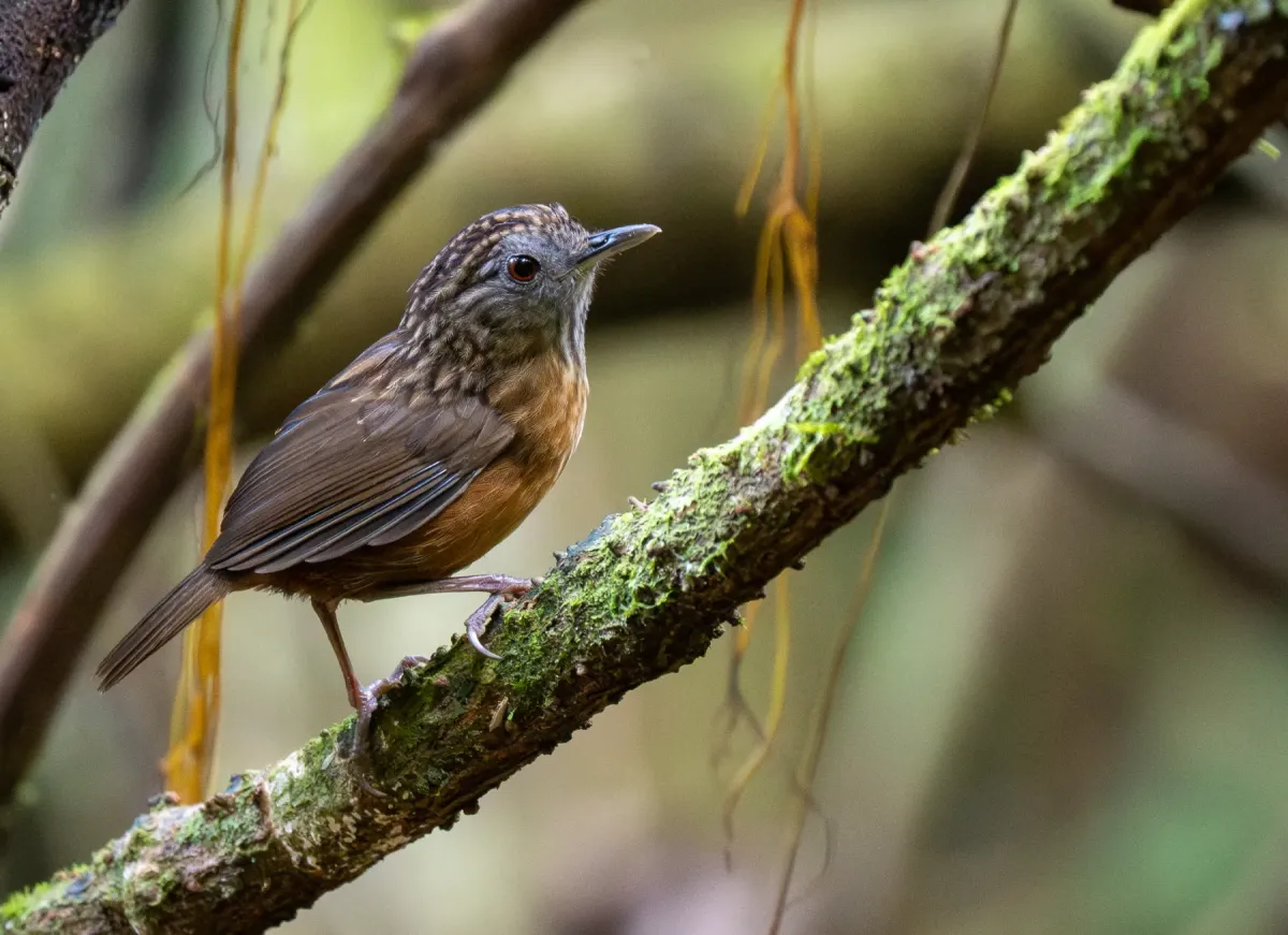 File:Gypsophila brevicaudata - Forest Botial-Jarvis - 385764948.jpeg