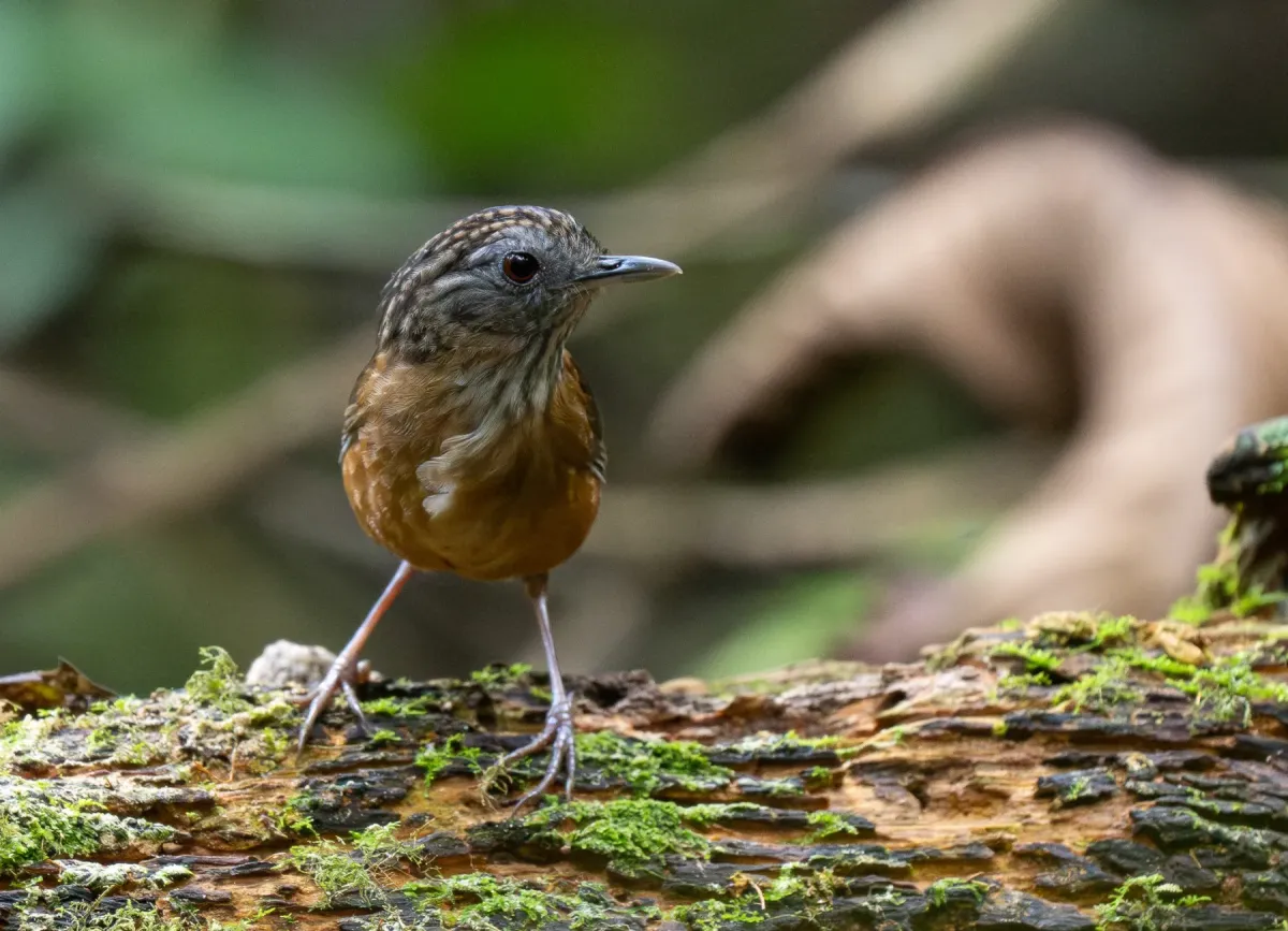 File:Gypsophila brevicaudata - Forest Botial-Jarvis - 385764965.jpeg