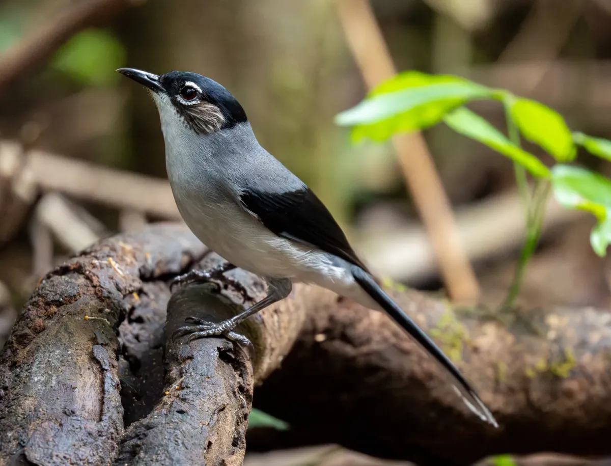 File:Heterophasia desgodinsi - Forest Botial-Jarvis - 385764801.jpeg