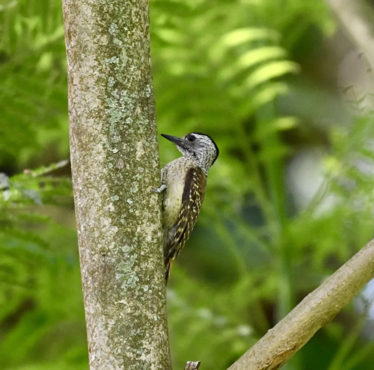 File:Dendropicos poecilolaemus - Lukas Zangl - 549039403.jpeg