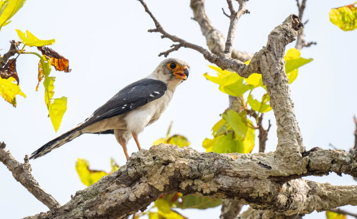 File:Neohierax insignis - Forest Botial-Jarvis - 283753855.jpeg
