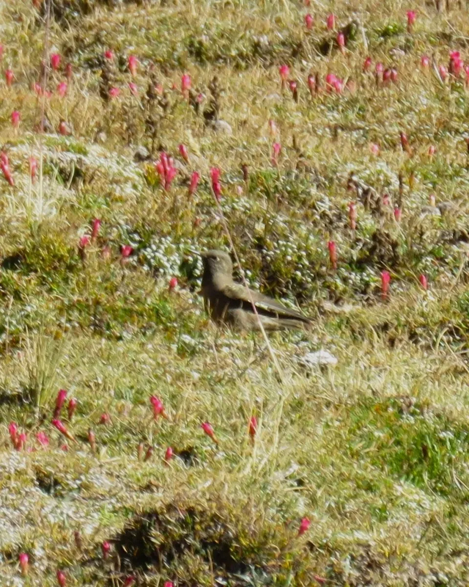 File:Chalcostigma olivaceum - Rangga Indonesia - 582504624.jpeg