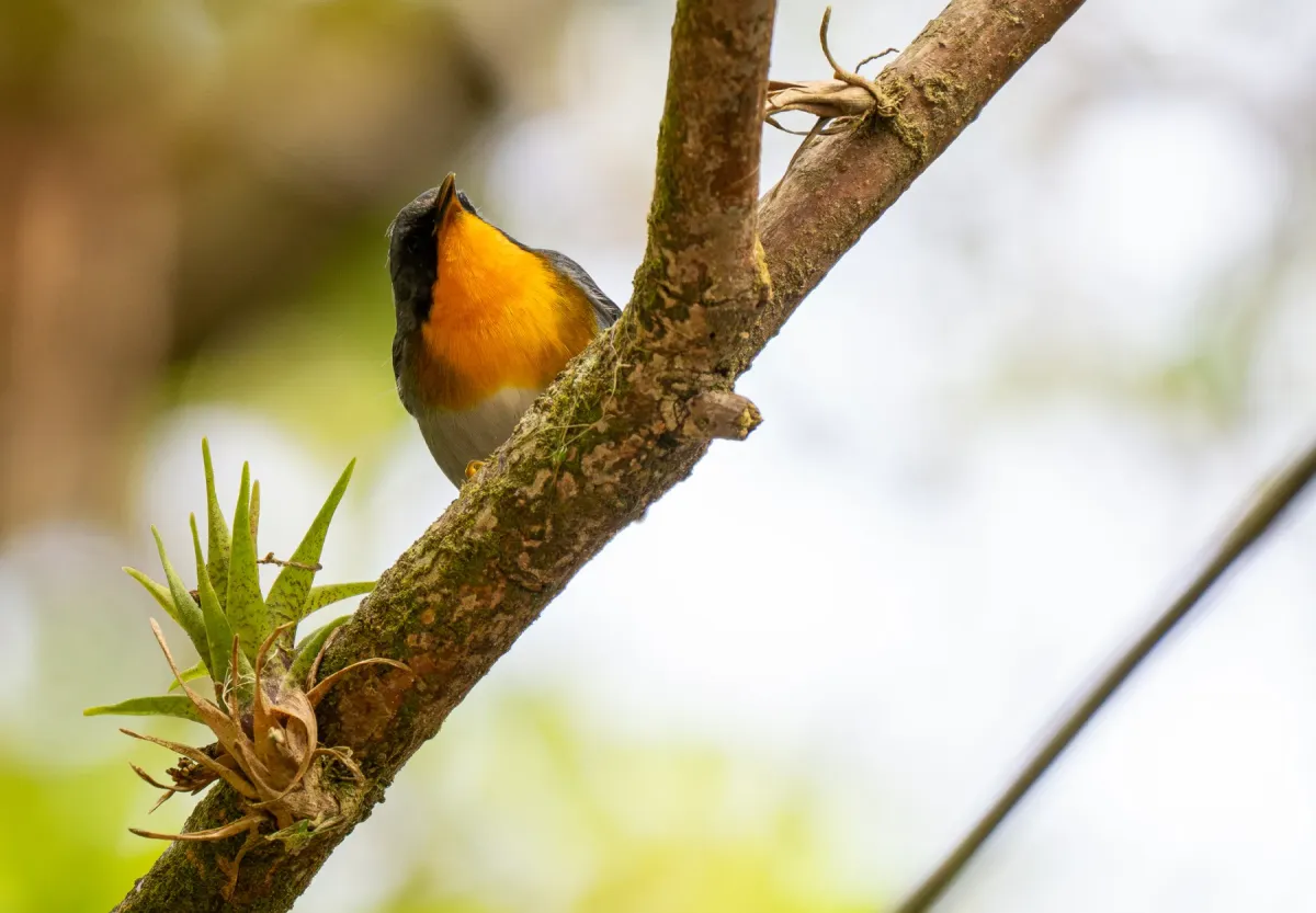 File:Oreothlypis gutturalis - Forest Botial-Jarvis - 366690676.jpeg