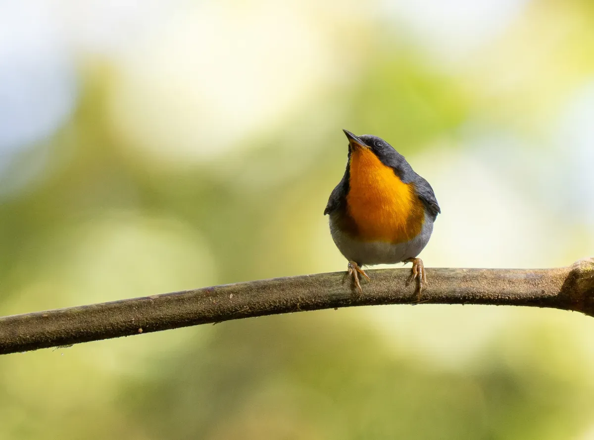 File:Oreothlypis gutturalis - Forest Botial-Jarvis - 366690693.jpeg