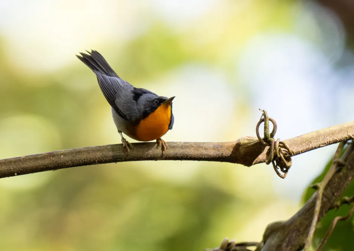 File:Oreothlypis gutturalis - Forest Botial-Jarvis - 366690688.jpeg