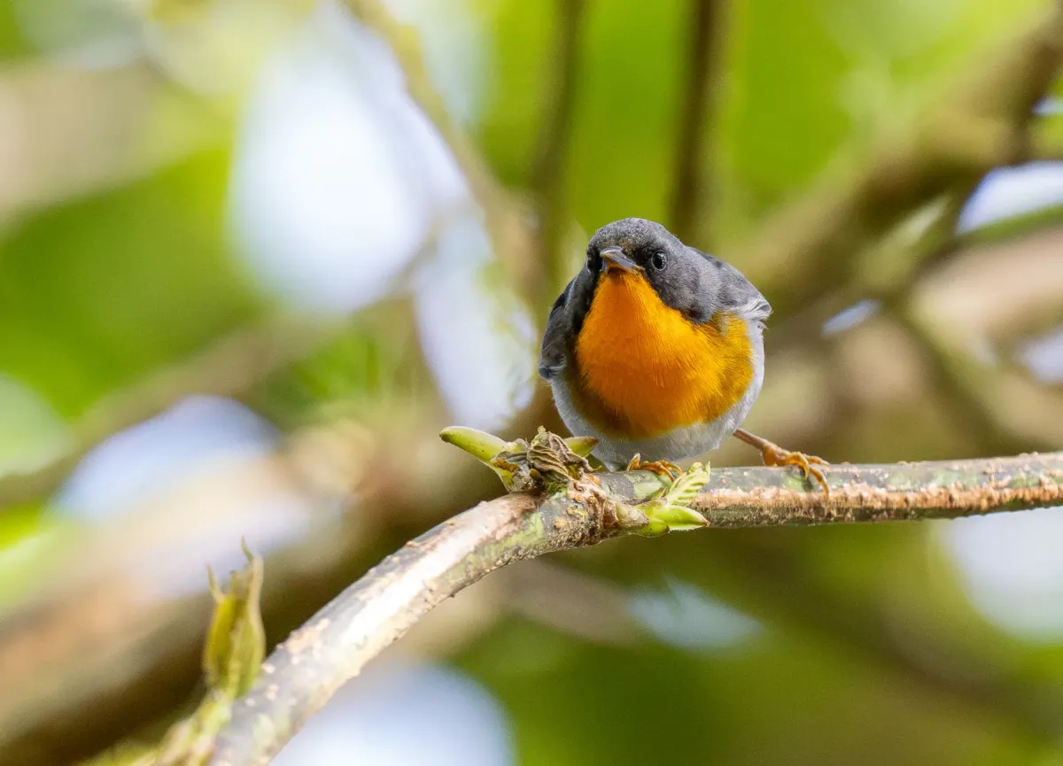 File:Oreothlypis gutturalis - Forest Botial-Jarvis - 366690712.jpeg