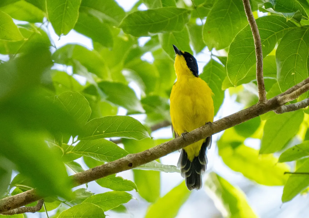 File:Pachycephala graeffii graeffii - Forest Botial-Jarvis - 341735620.jpeg