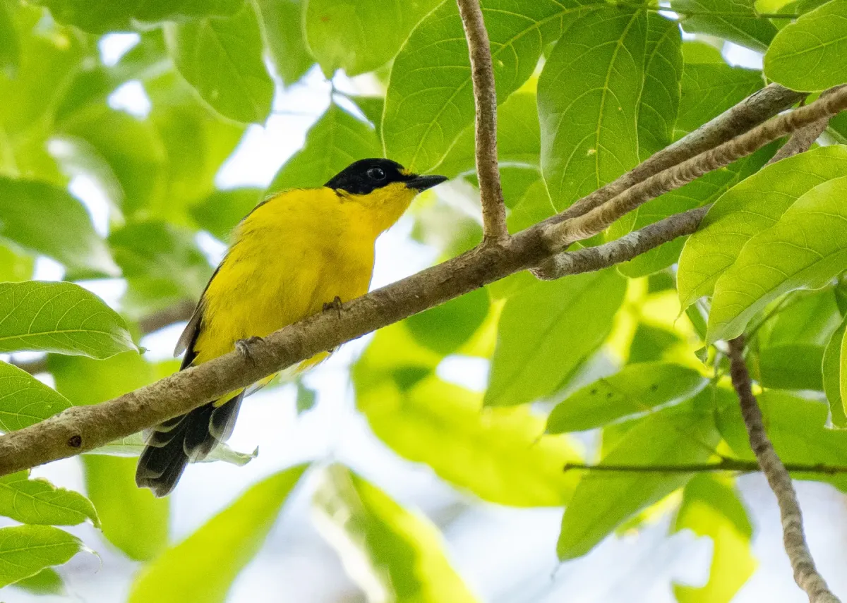File:Pachycephala graeffii graeffii - Forest Botial-Jarvis - 341735625.jpeg