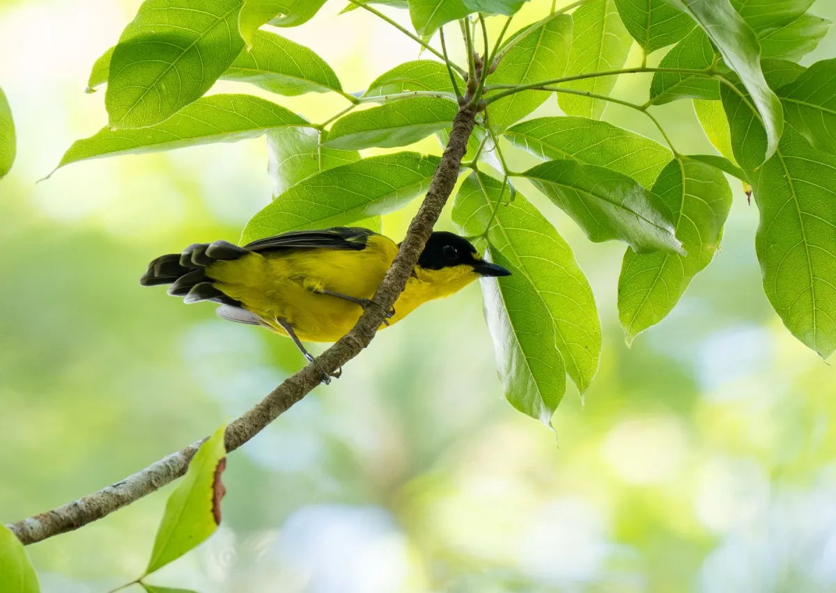 File:Pachycephala graeffii graeffii - Forest Botial-Jarvis - 341735631.jpeg
