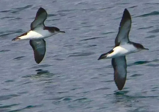 File:Puffinus puffinus -Iceland -flying-6 cropped.jpg