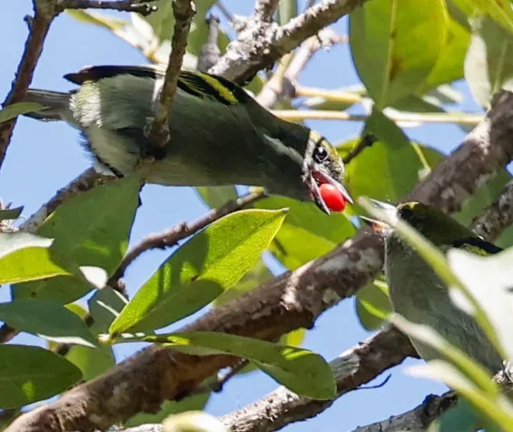 File:Pogoniulus leucomystax 475914853, crop.jpg