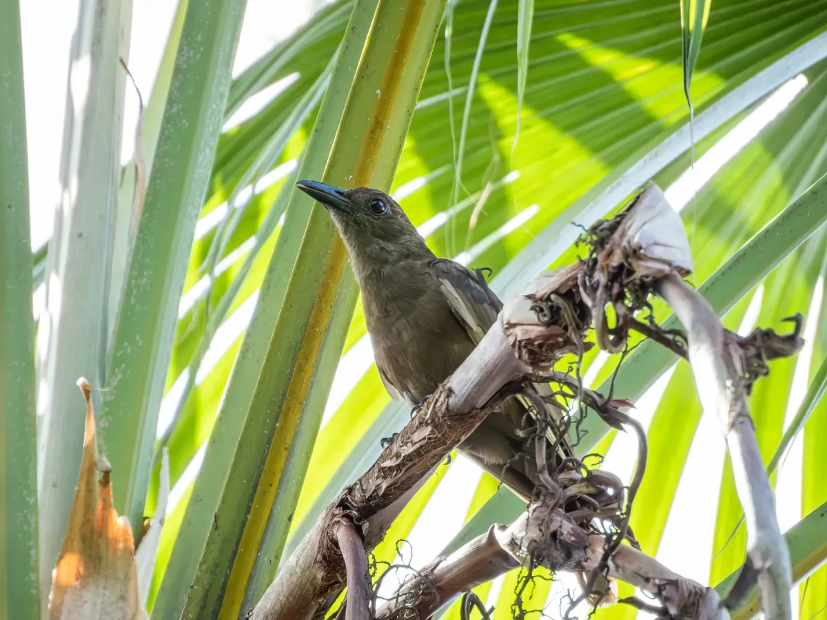 File:Dusky-brown oriole (Oriolus phaeochromus) 01.jpg