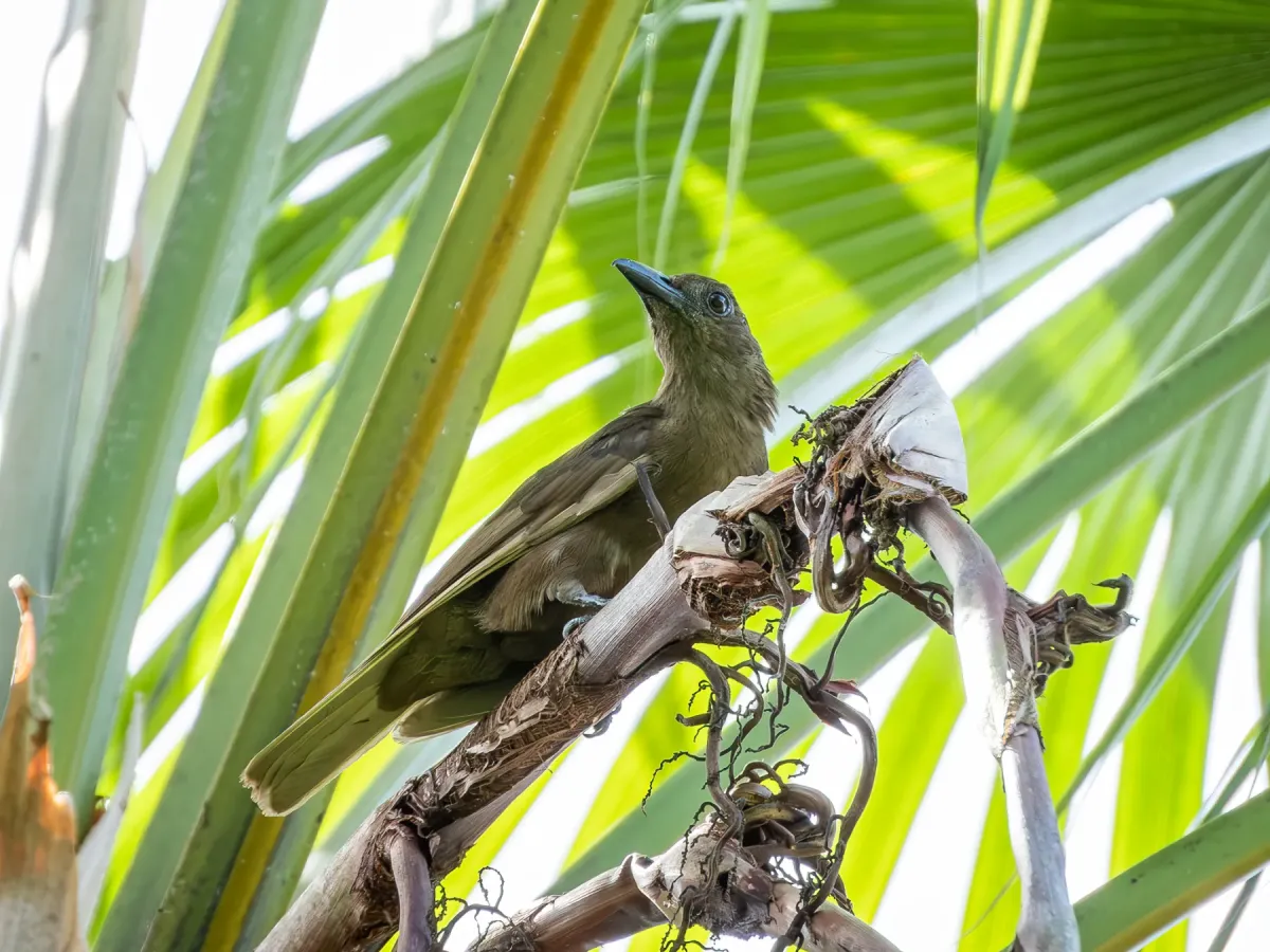 File:Dusky-brown oriole (Oriolus phaeochromus) 02.jpg
