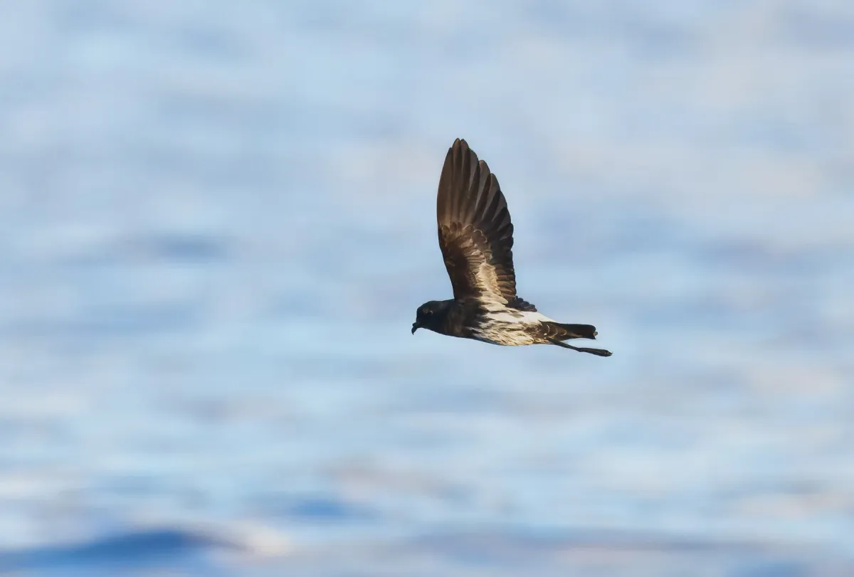 File:Fregetta lineata - Jacob Crisp - 623164910.jpeg