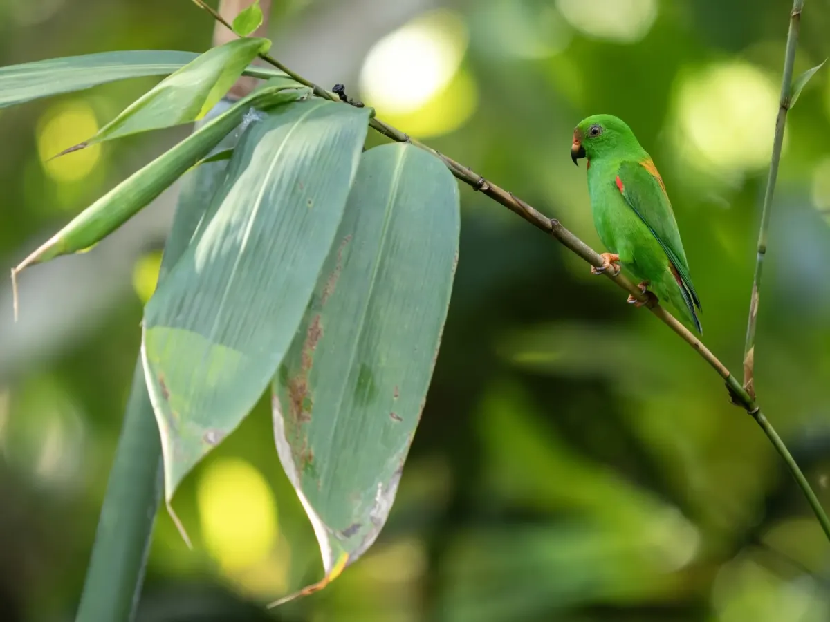 File:Loriculus sclateri - James Eaton - 583509304.jpeg