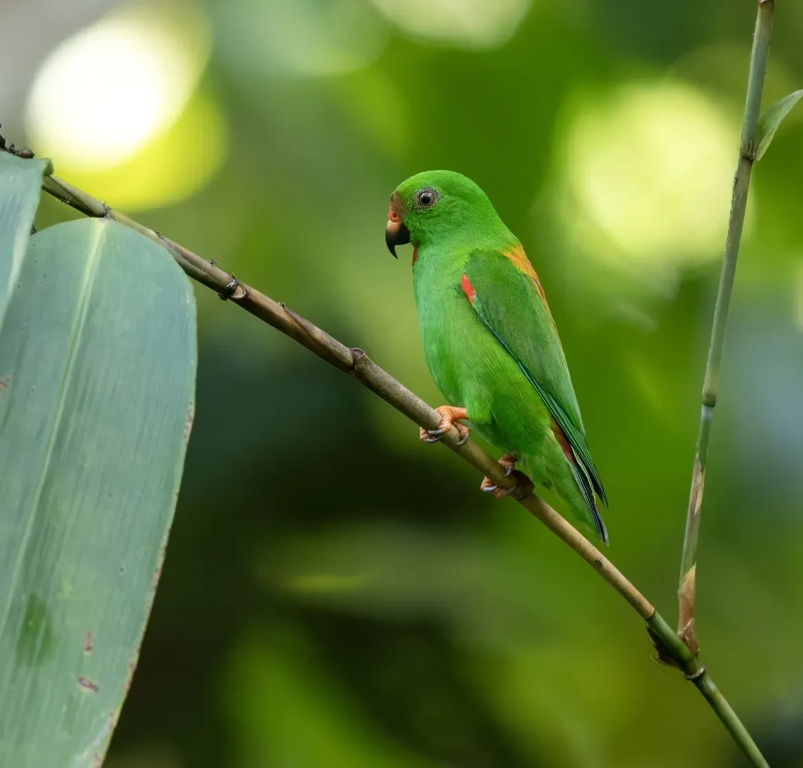 File:Loriculus sclateri - James Eaton - 583509304 (cropped).jpeg
