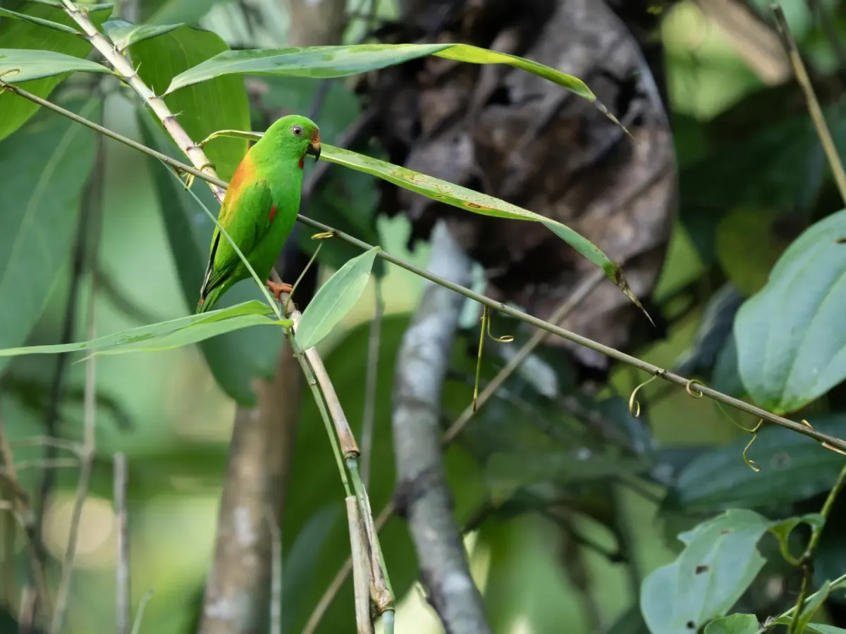 File:Loriculus sclateri - James Eaton - 583509341.jpeg