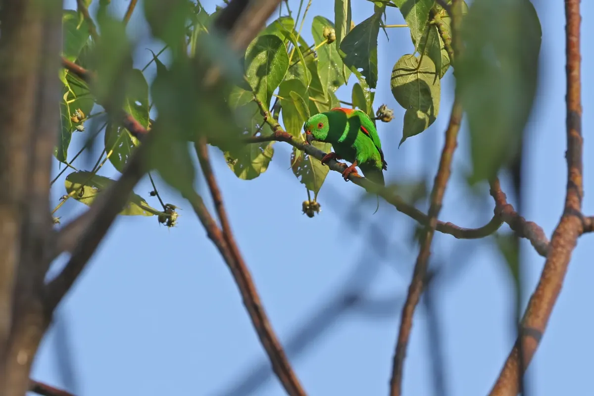 File:Loriculus sclateri - James Eaton - 435261684.jpeg