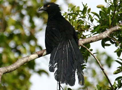 File:Biak coucal (Centropus chalybeus) - Mehd Halaouate (cropped).jpeg