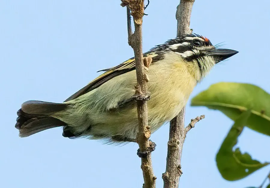 File:Pogoniulus uropygialis - Thibaud Aronson - 271106871, crop.jpg