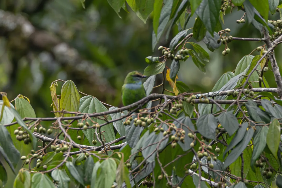 File:Pseudocalyptomena graueri - Rafael Würtemberger - 393649243.jpeg