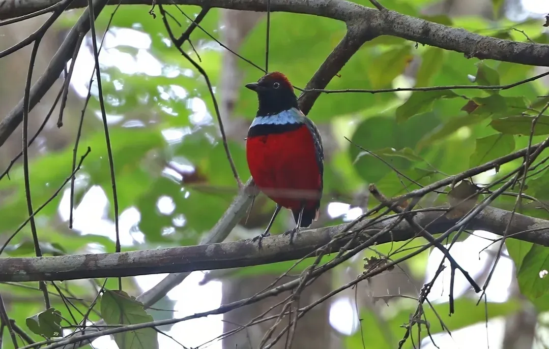 File:Erythropitta dohertyi 435261762 (cropped).jpg