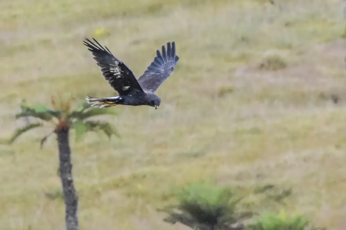 File:Circus spilothorax - Jay Pruett - 335596126.jpeg