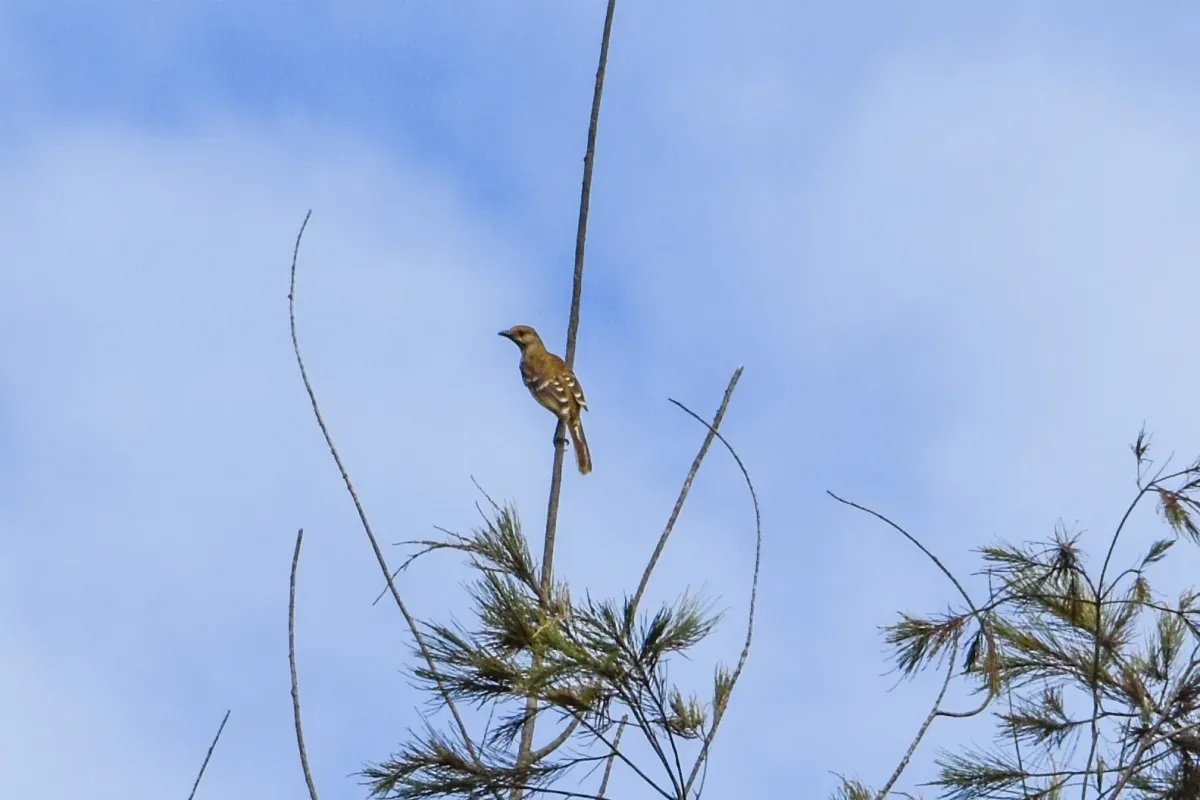 File:Chlamydera lauterbachi - Jay Pruett - 336324573.jpeg