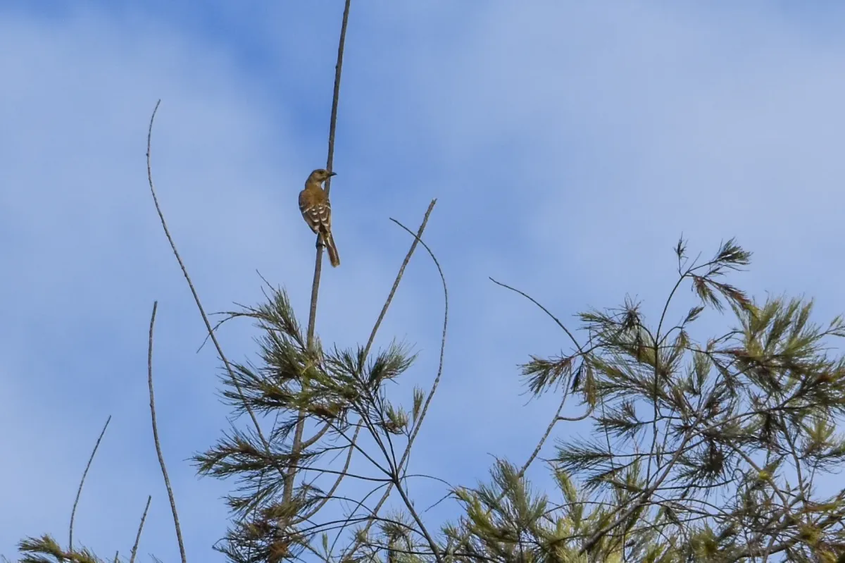 File:Chlamydera lauterbachi - Jay Pruett - 336325772.jpeg