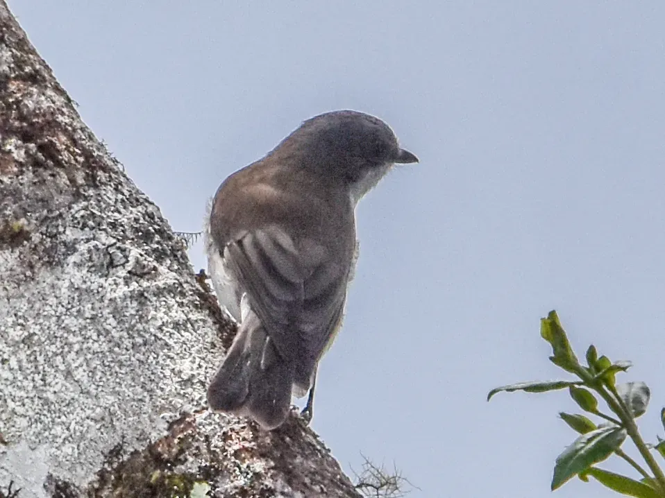 File:Pachycephala modesta - Jay Pruett - 336048719.jpeg