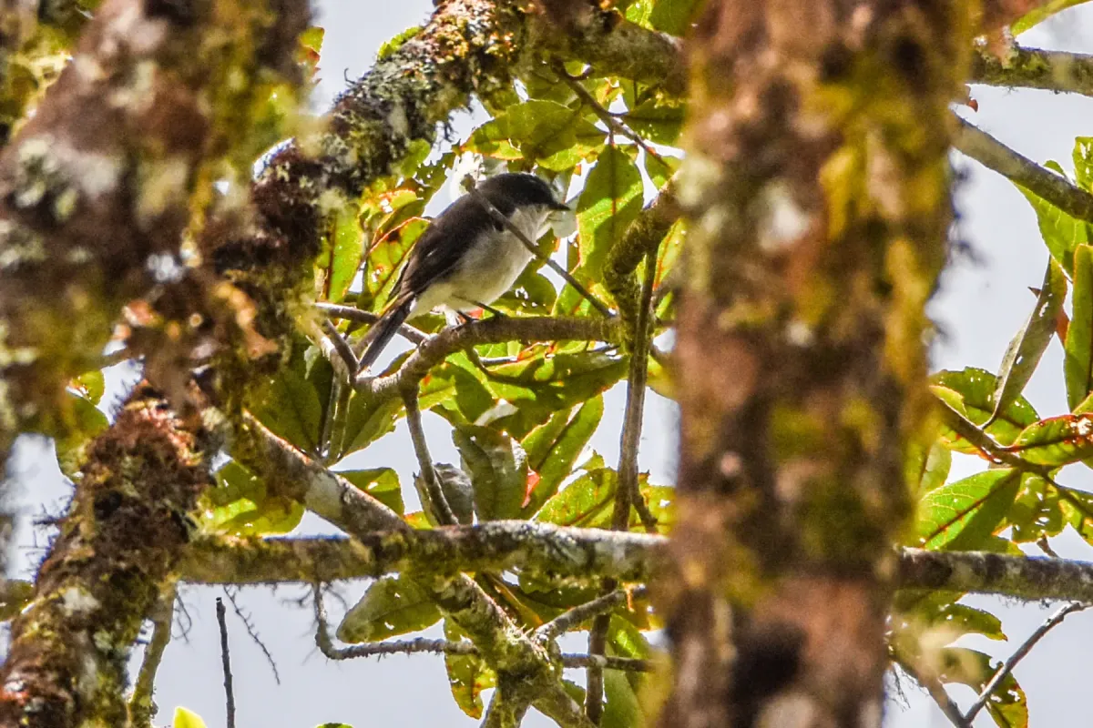 File:Pachycephala modesta - Jay Pruett - 336212886.jpeg